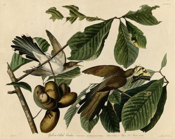 John James Audubon : Yellow billed cuckoo